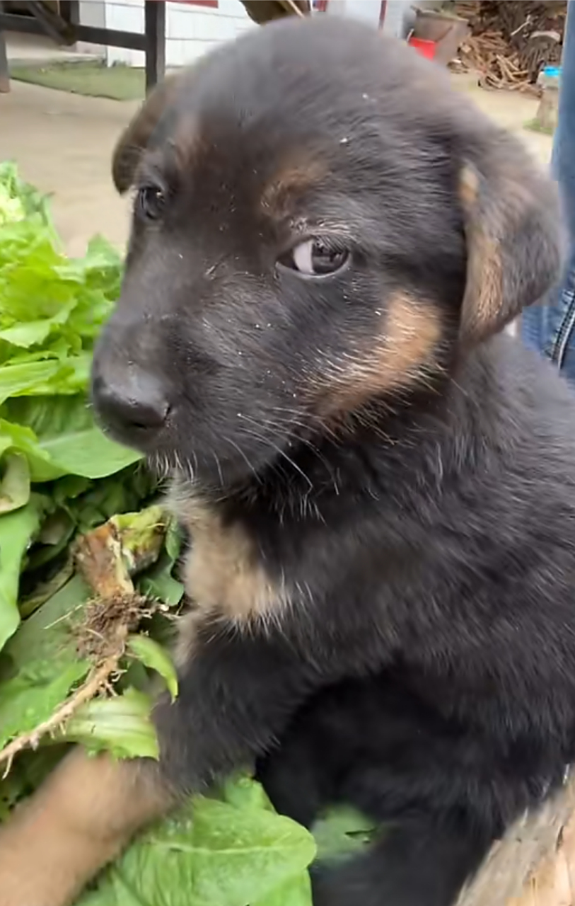 正宗小菜狗,还斜眼看人,这是看不起谁呢![二哈]#中华田园犬