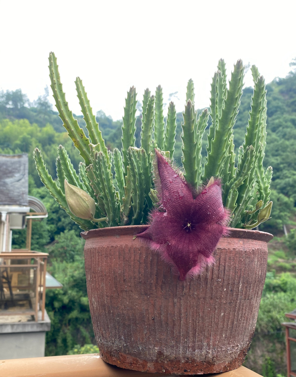 优质动态创作营# 仙人球 大花犀角,终于开了, 像一只紫红色的大海星.