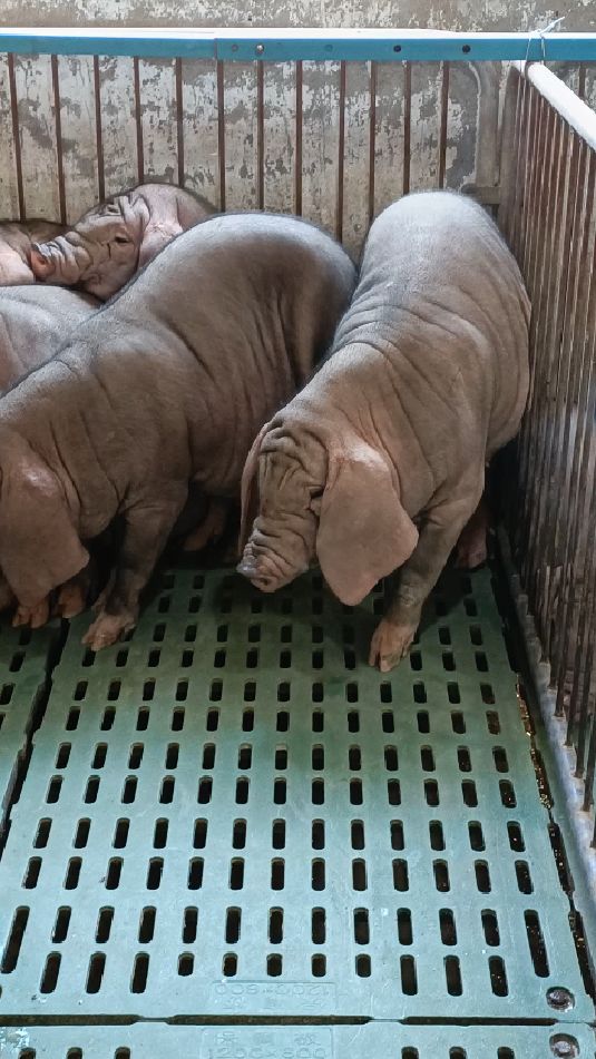 江苏太湖原种母猪