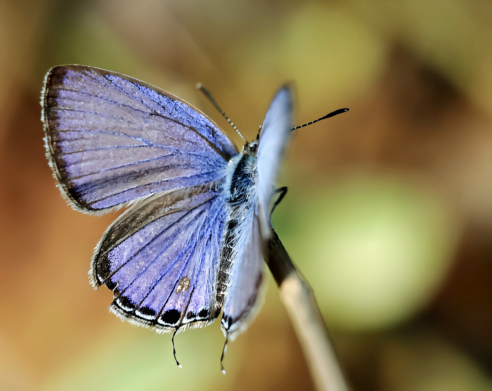 每天认识一种昆虫——琉璃灰蝶 琉璃灰蝶别名醋栗灰蝶, 雌雄蝶在前后