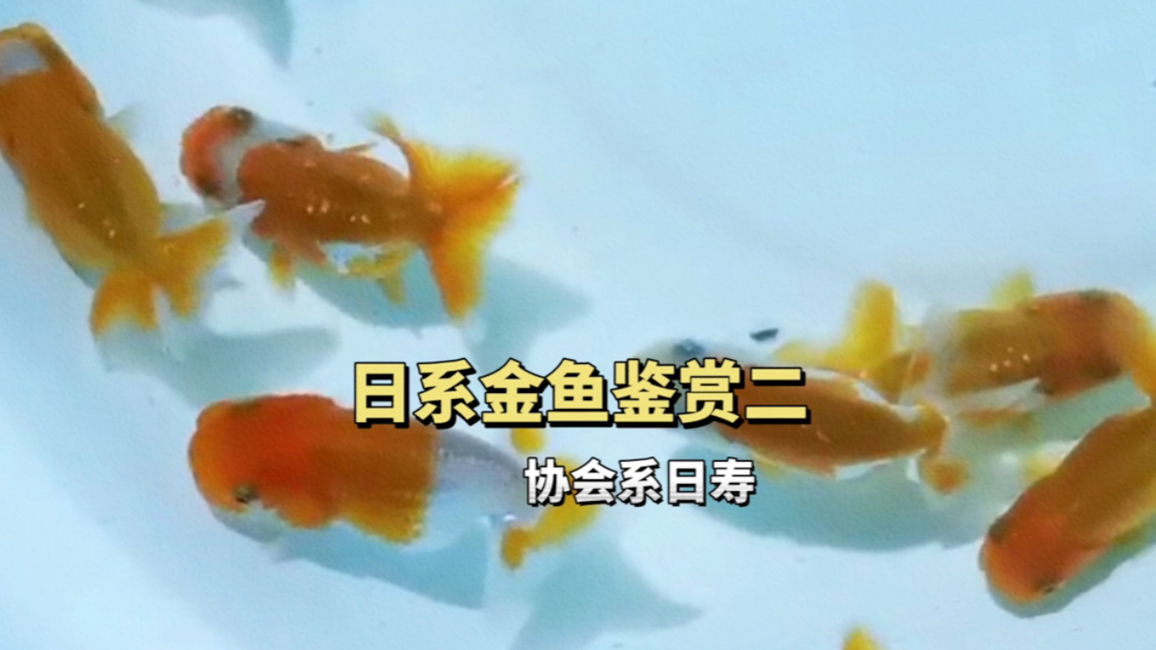 日系金鱼鉴赏二,协会日寿金鱼