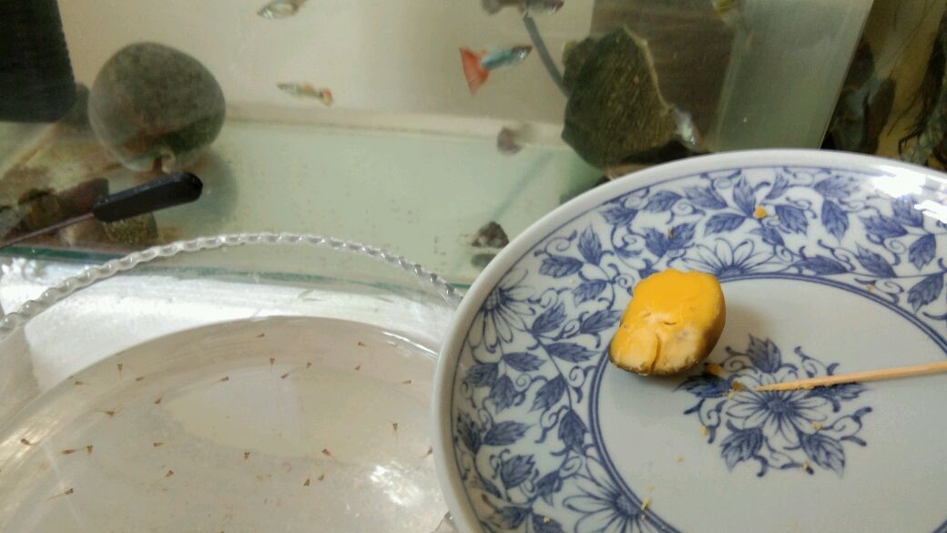 新生热带鱼小孔雀喂蛋黄,你看看喂对了吗