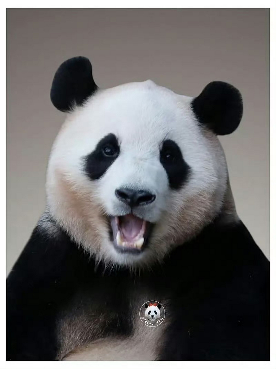 2023宝家族证件照,福宝脑袋上的小啾啾,让我想起来小呆毛了,真可爱!