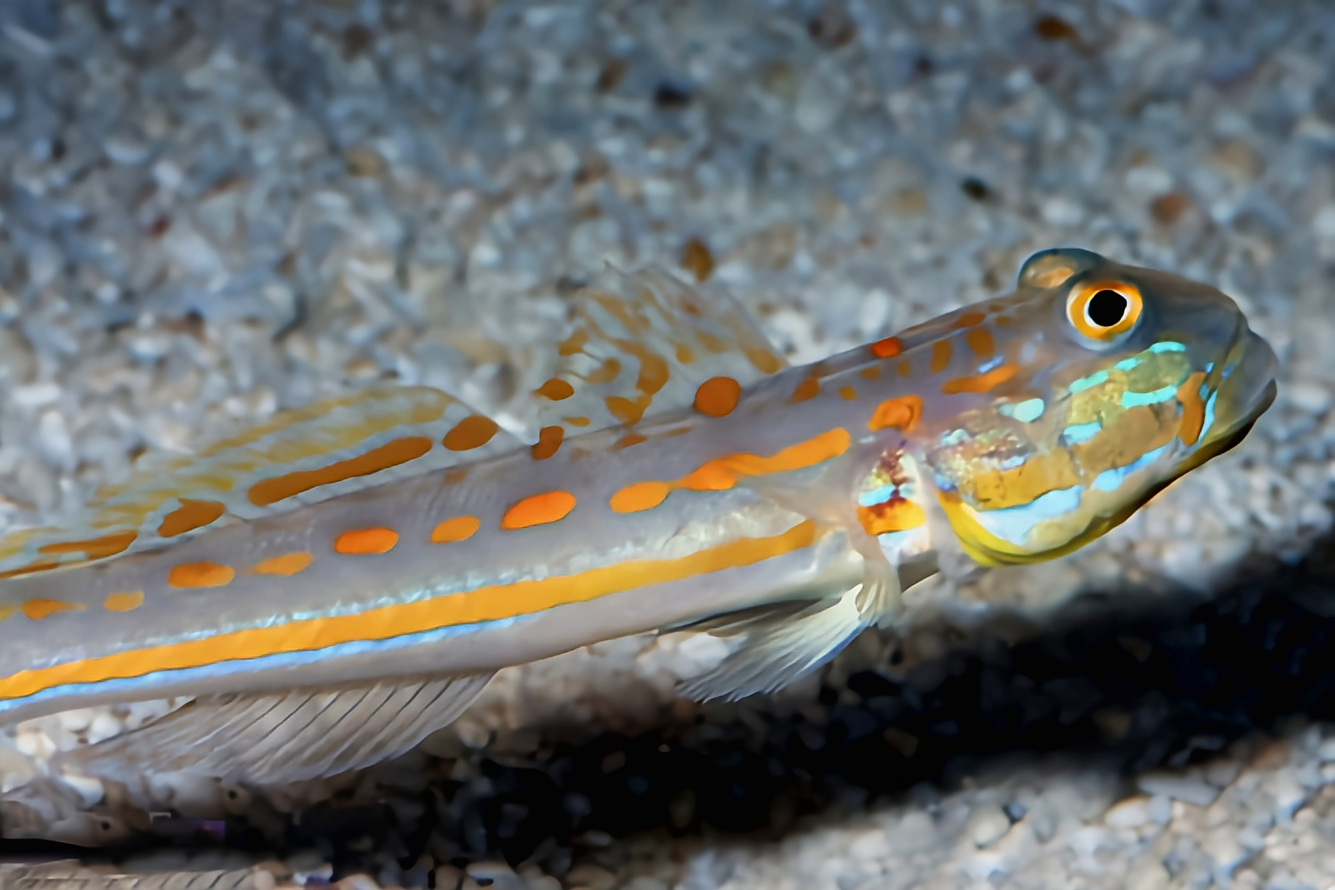 它是一种小型浅水鱼类,体长11厘米,体色灰褐色带有鲜艳的橘色斑点.