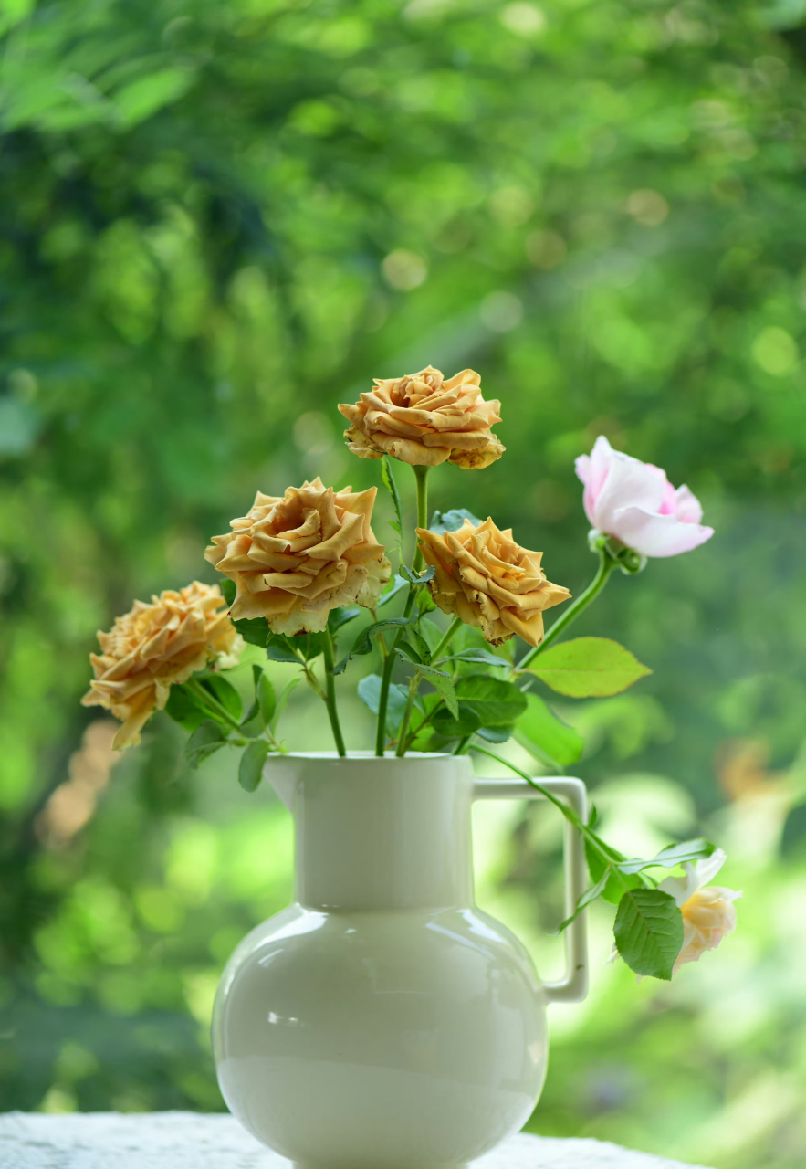 月季-太妃糖,插花太美了.