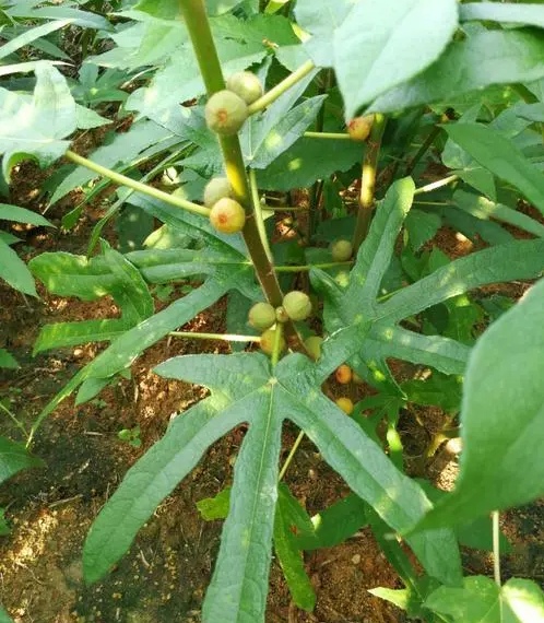 五指毛桃:药食两用的植物