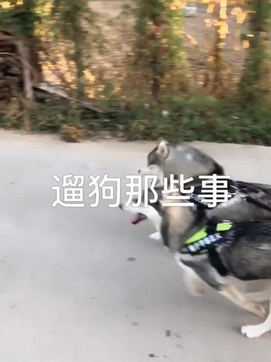 二哈和哈士奇的区别