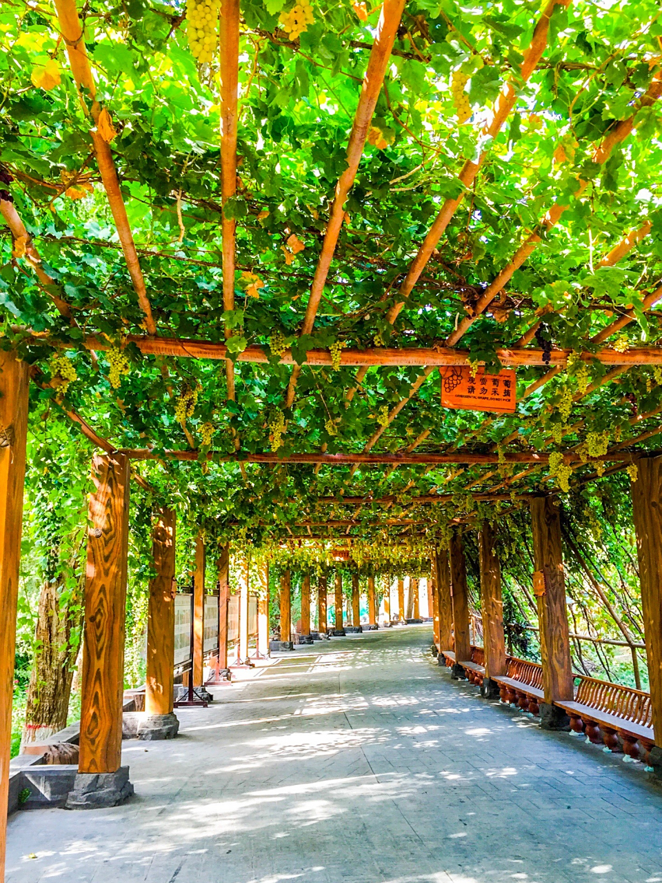 国内文旅# 【99这里是吐鲁番葡萄沟风景区】 ·位于火焰97山西端