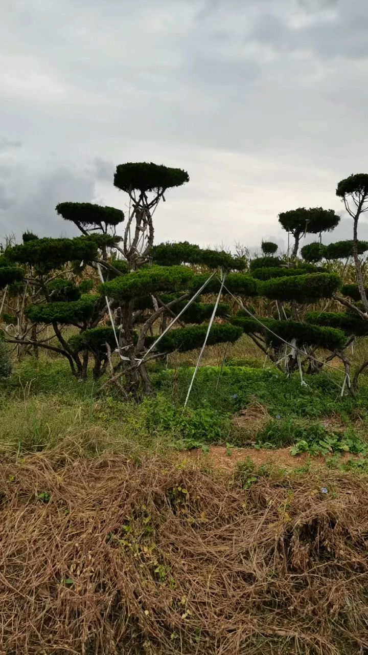 精品龙柏造型树