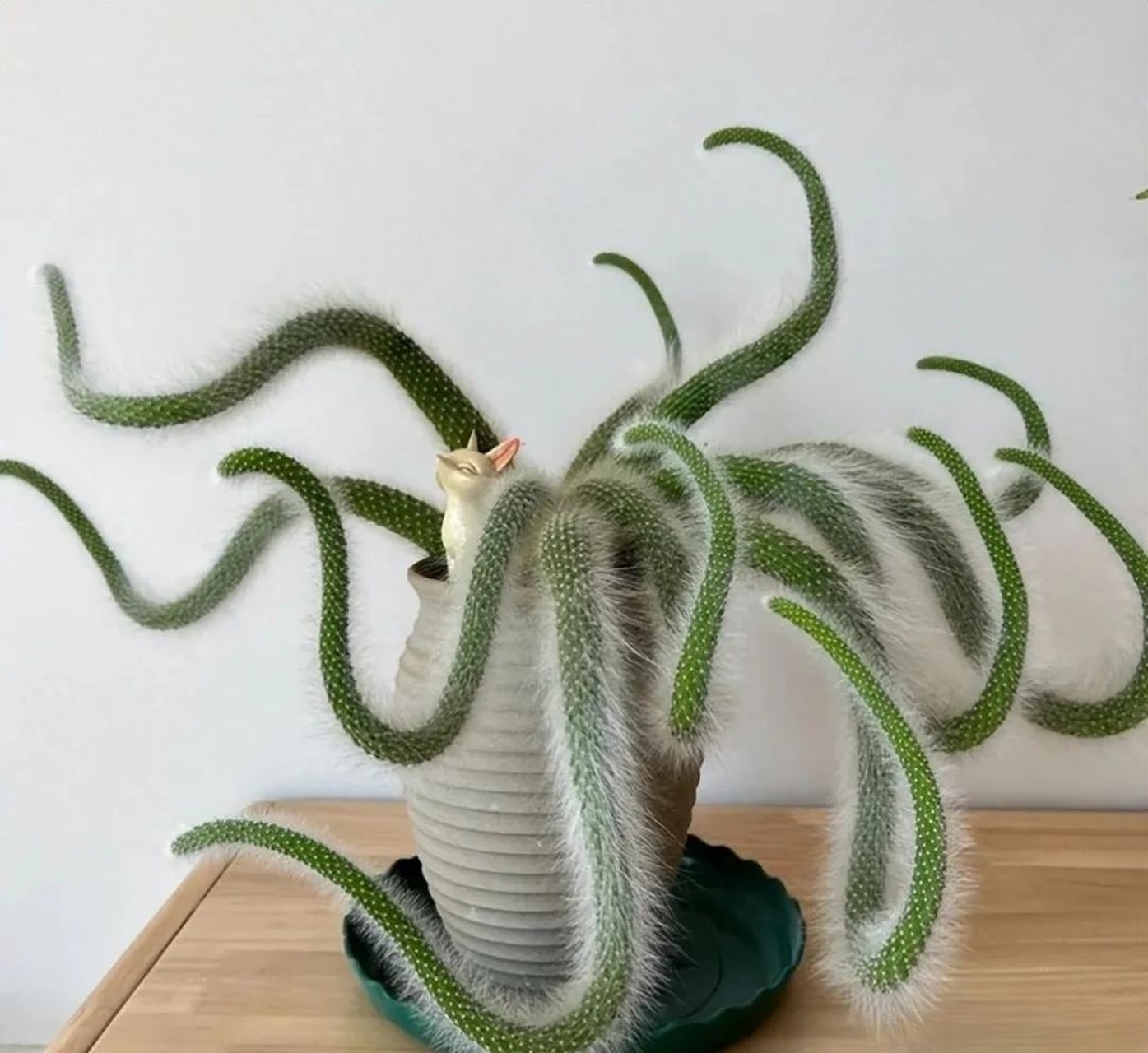 奇特的植物 — 九尾狐