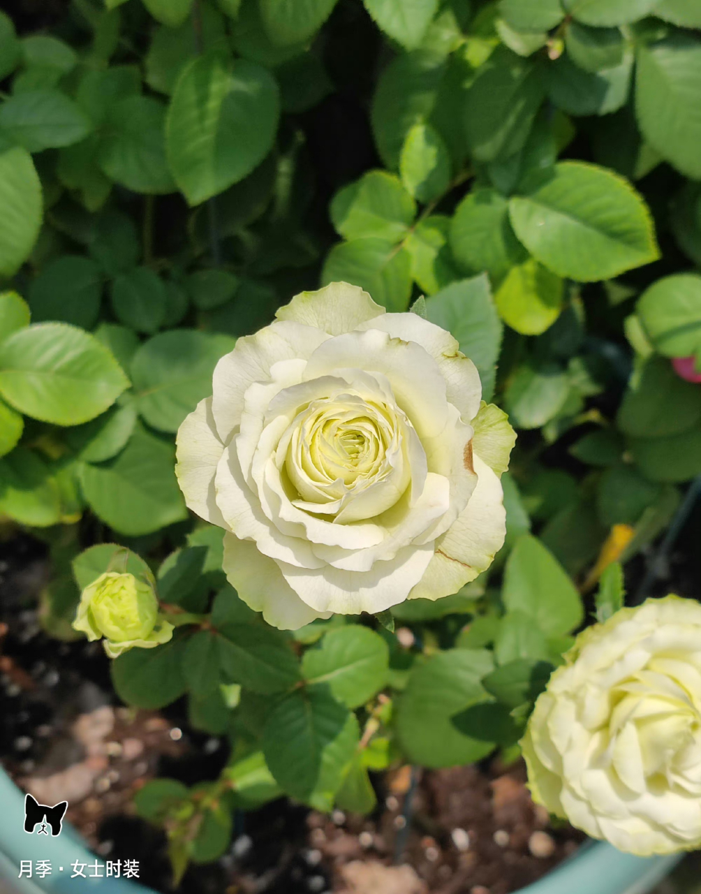 家买的宝藏月季——女士时装,真的是塑料花啊!