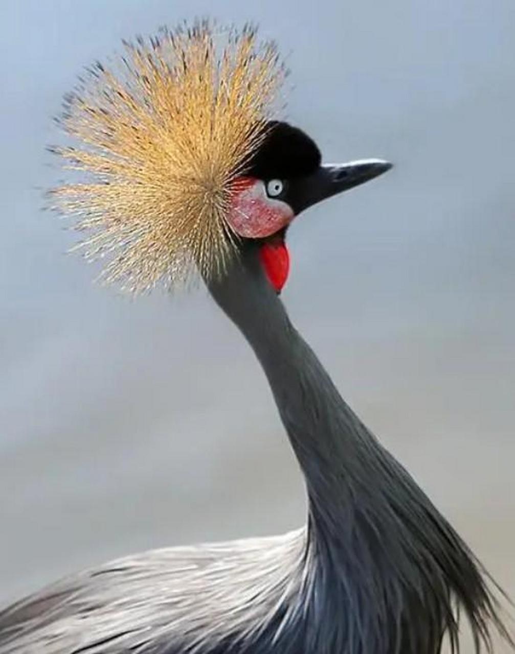 杀马特造型的灰冠鹤  灰冠鹤",又称东非冠鹤,是一种小型鹤类,后脑勺有