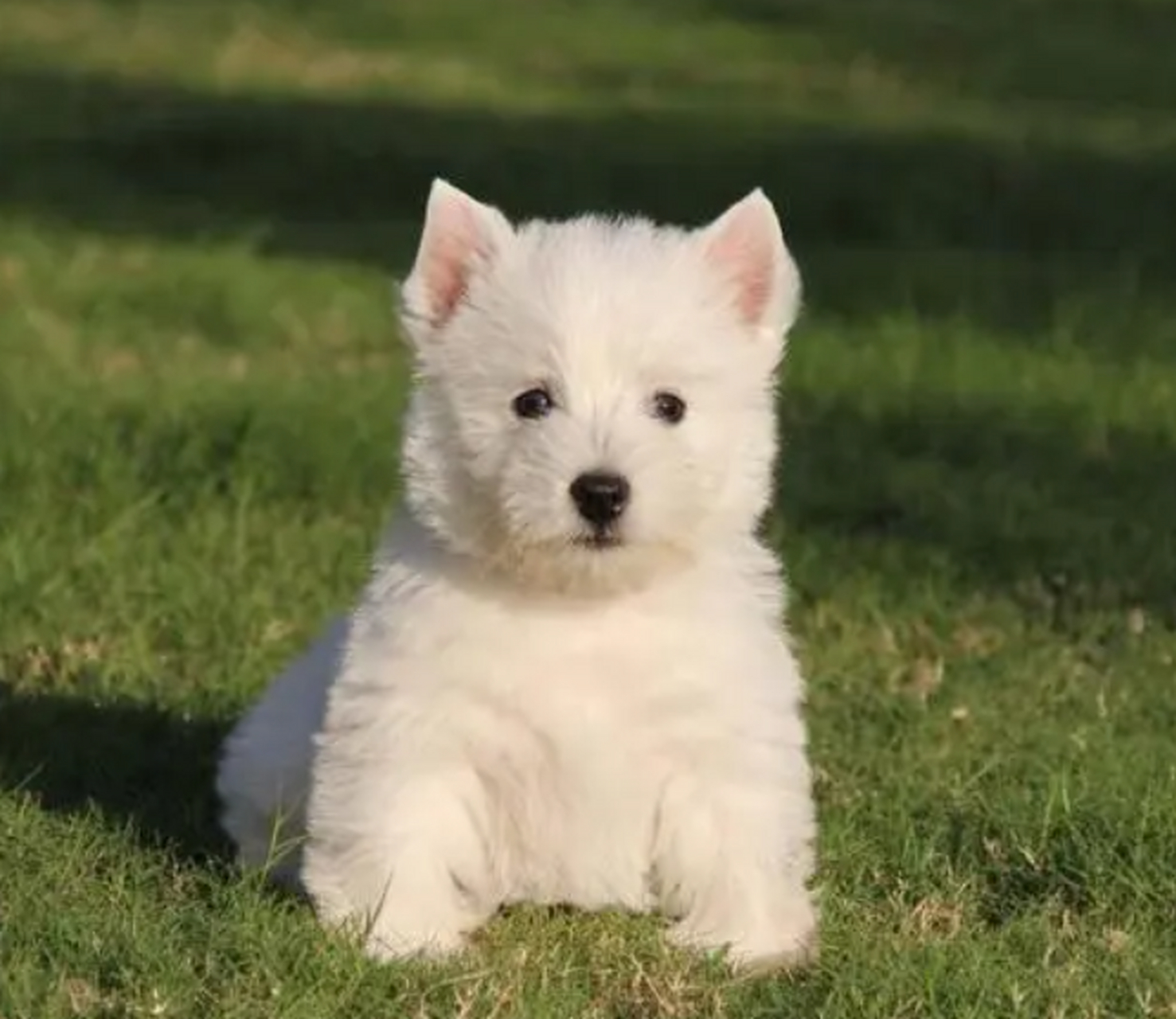 西高地犬的价格因多种因素而异,纯种犬价格更高.