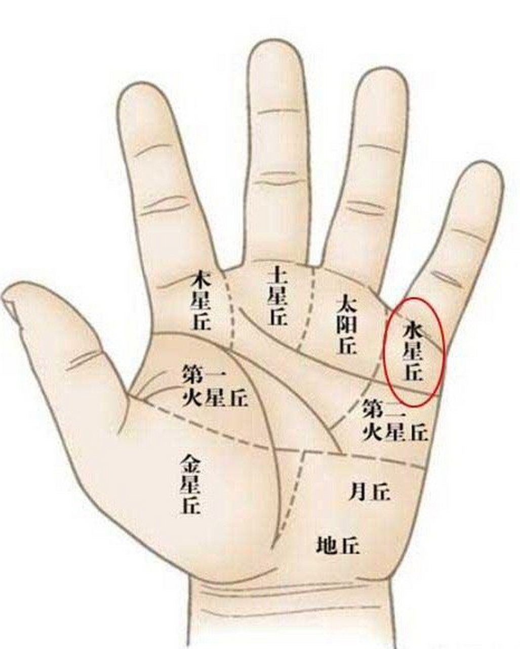 手相"小指"长短与财运:小指长代表着有很强的观察力,口才佳,事业上很