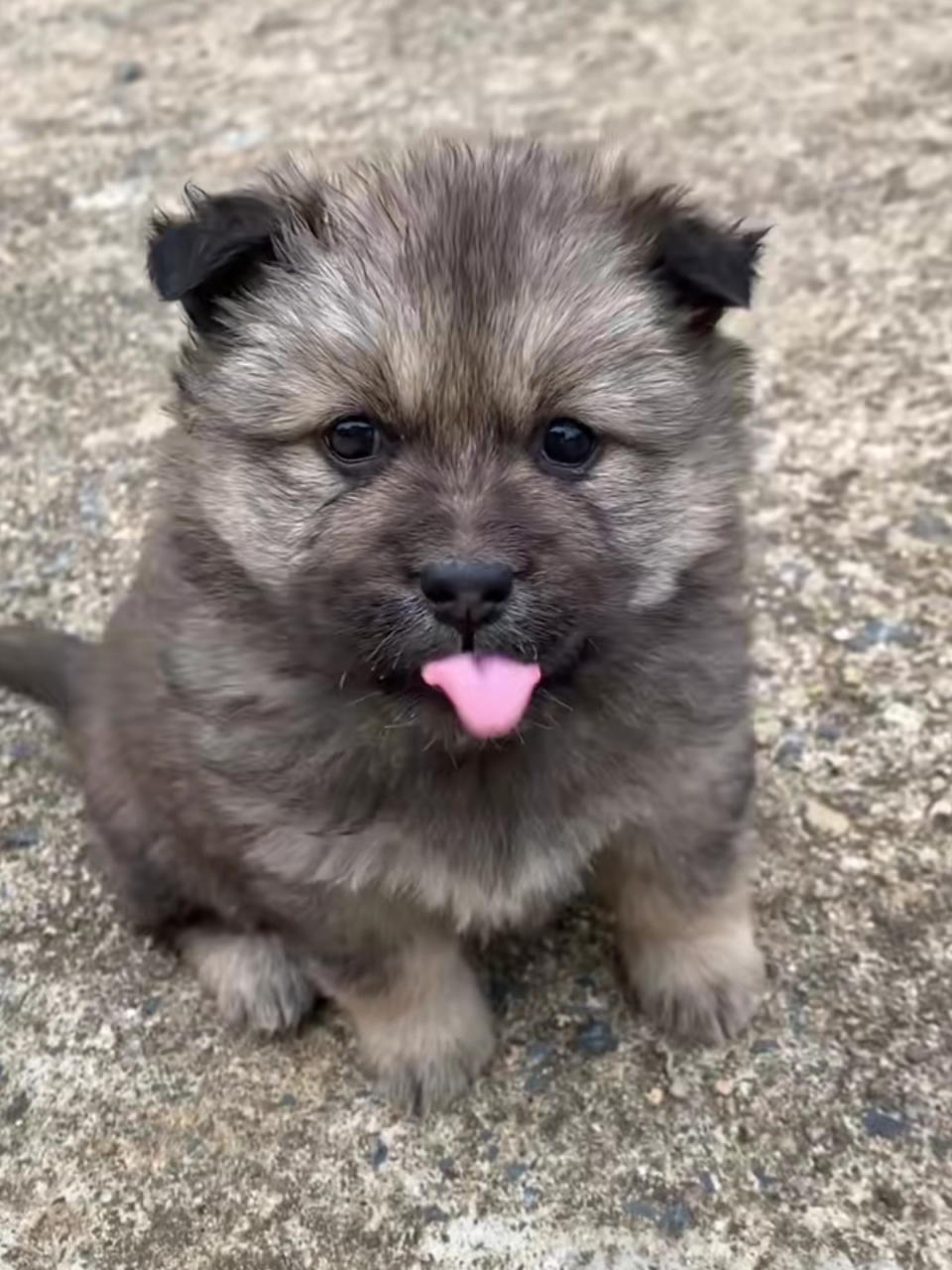 好可爱的小土狗啊,长得真漂亮![嘻嘻]#中华田园犬