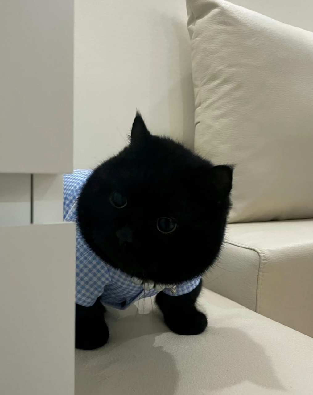 小猫咪会皱眉哎,不信你看它的表情 #搞笑# #猫咪