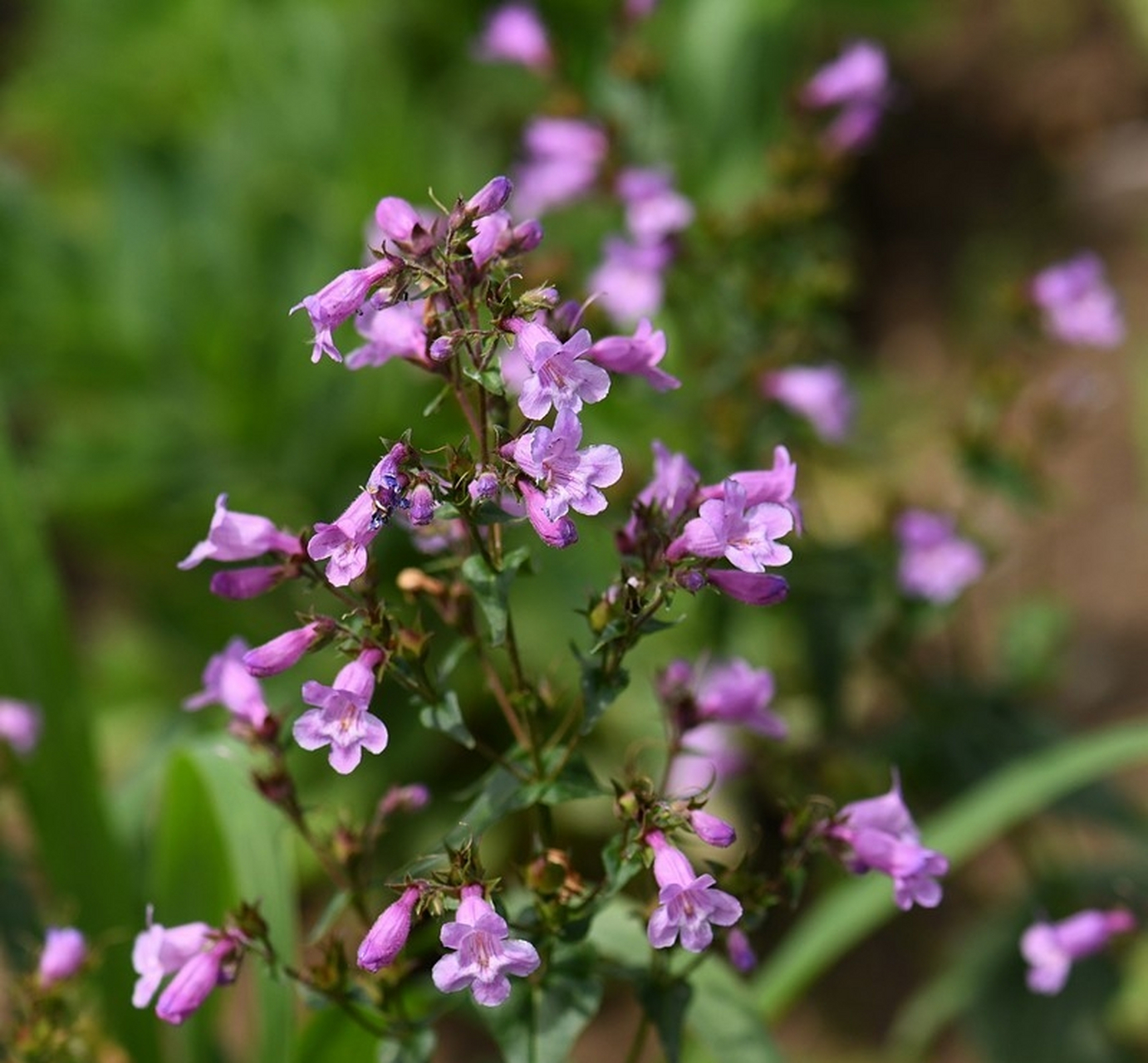 紫韵钓钟柳(penstemon'purple charm,车前科钓钟柳属.