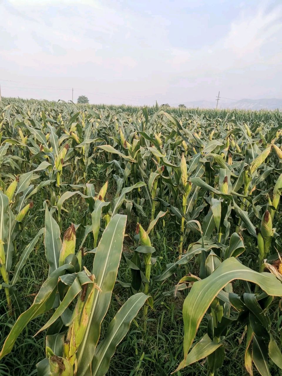 看见了一大片奇怪的玉米地,玉米棒子很大,但玉米整个都没有头,翻看了