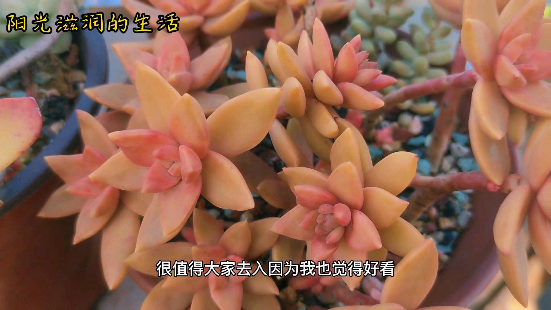 今日分享楼顶露养不褪色的多肉:果冻布丁,灵隐,春萌,马库斯等