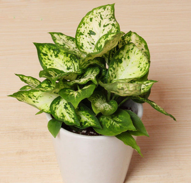 吸二手烟的植物有哪些