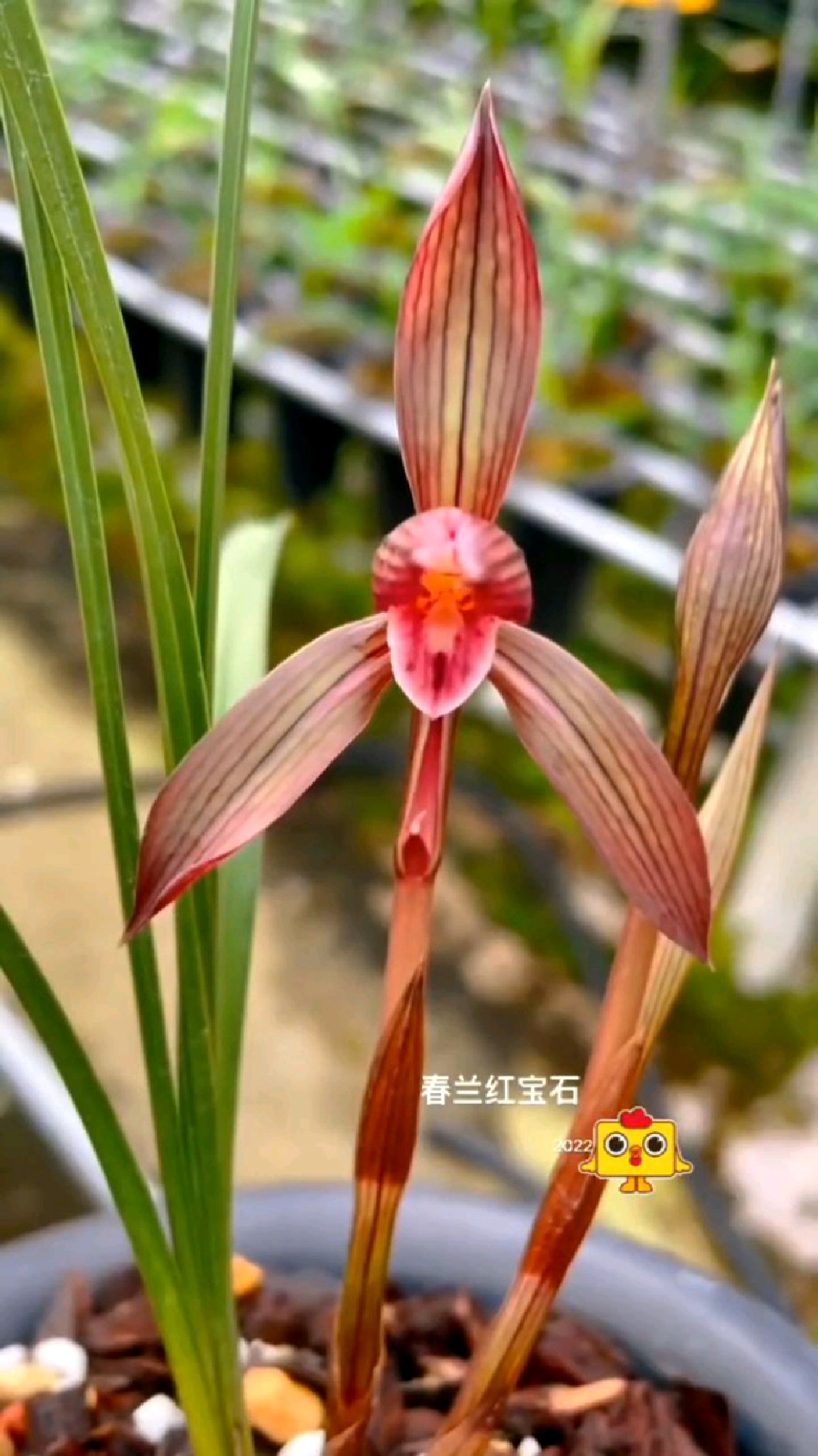 春兰名品～红宝石
