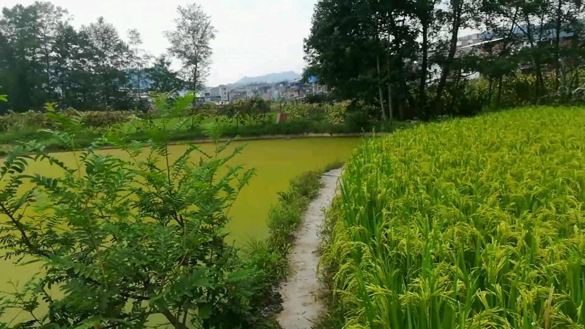 田园风光美图欣赏