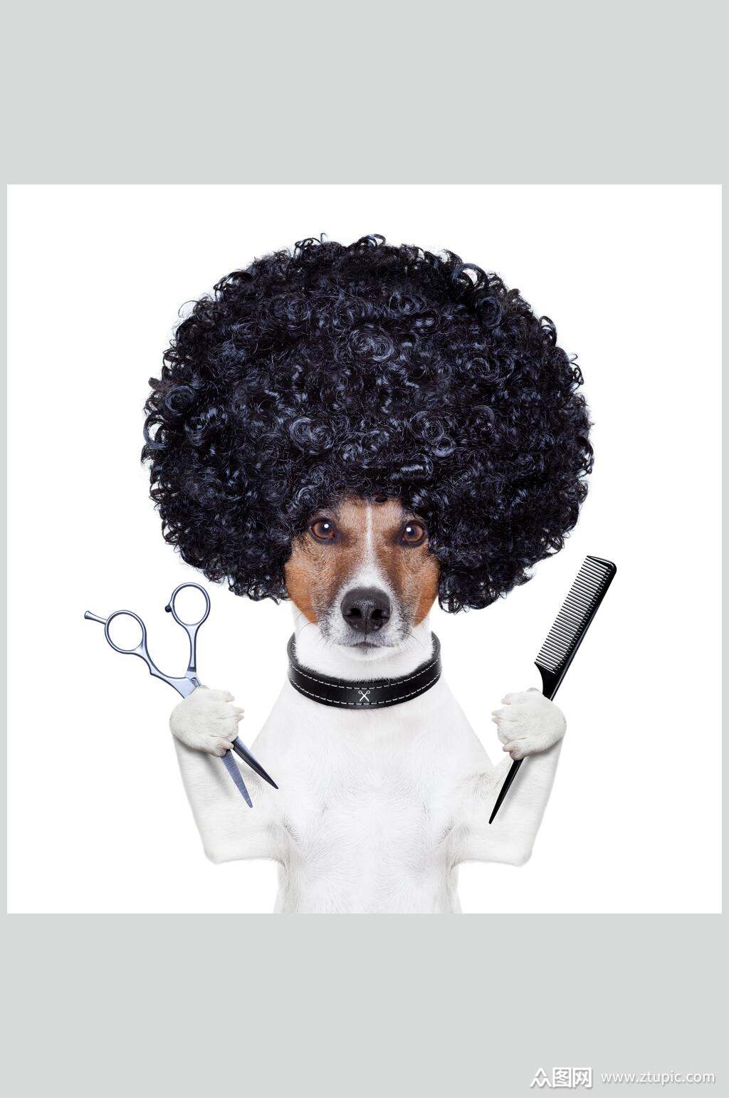 有一天,一只狗走进理发店,对猴子理发师说:给我剪个发型,像个人样的