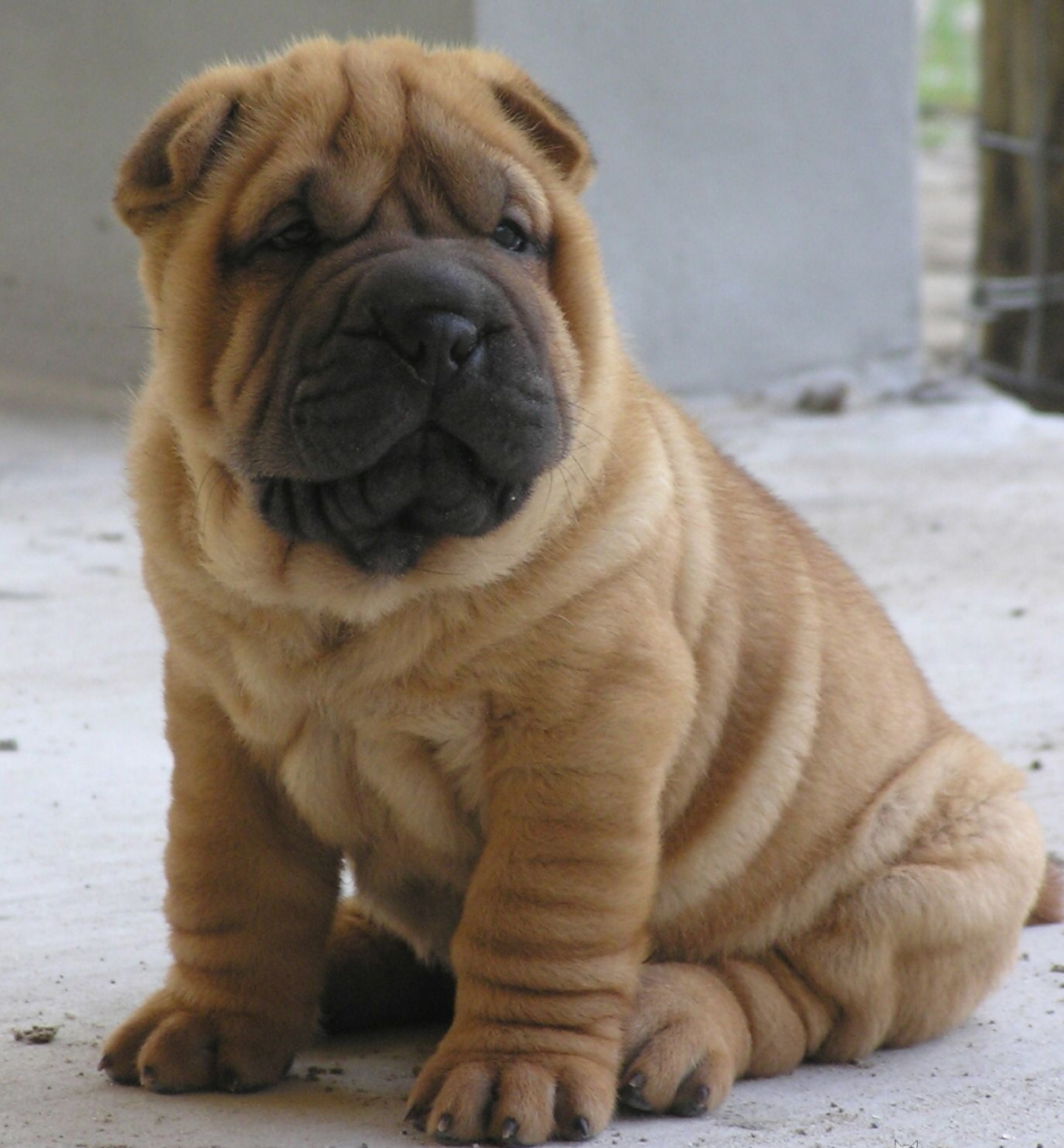 中国沙皮犬,憨态可爱