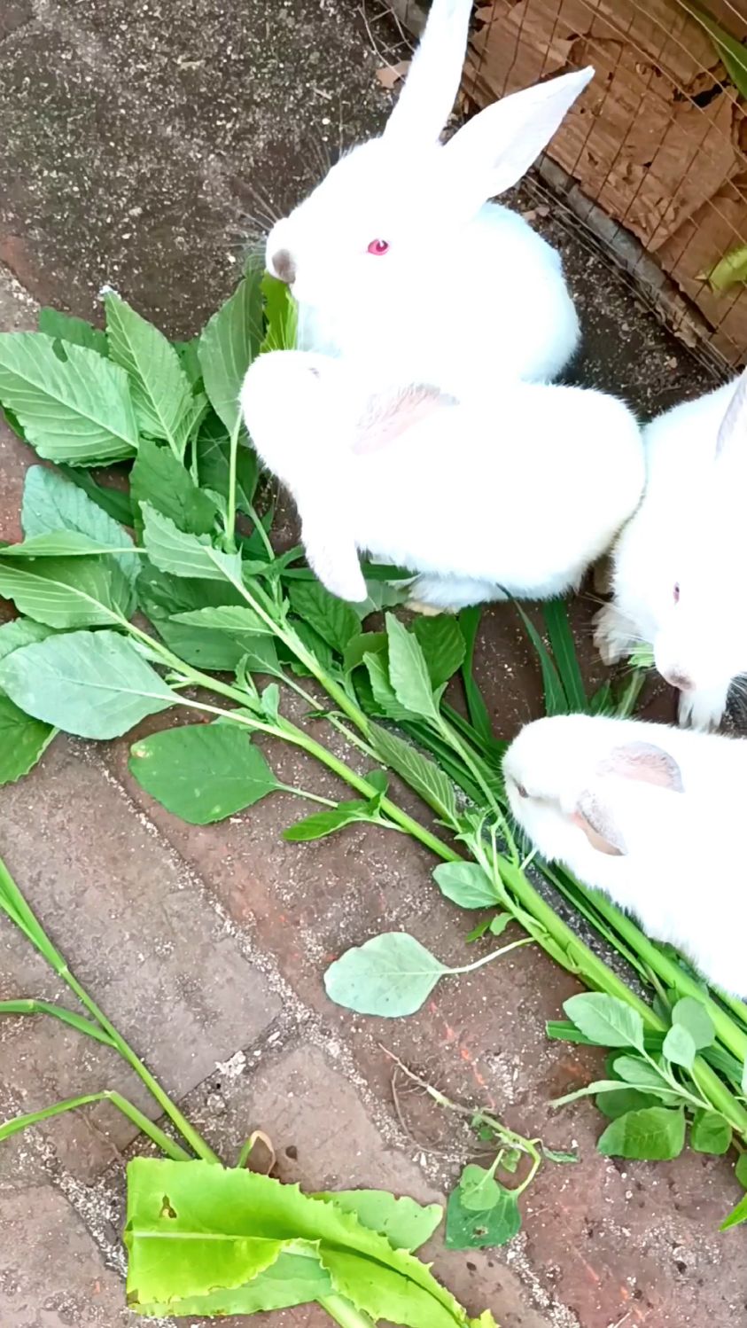 萌萌的小兔子一起吃草,场面好温馨,还合作吃一个叶子,爱了爱了!