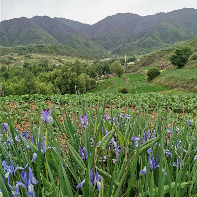 民和县马营镇和平村