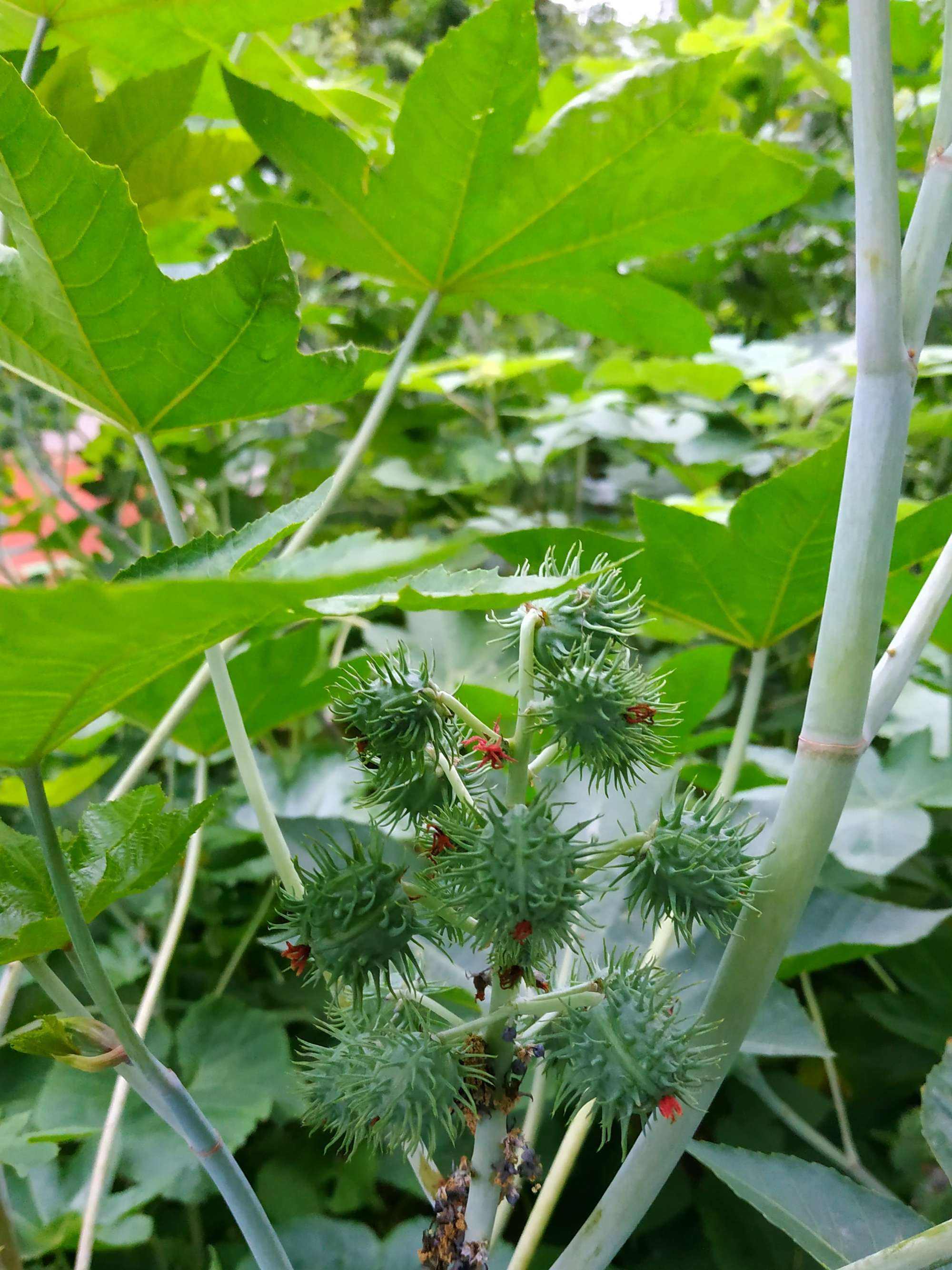 七十年代他上小学5年级那会,学校给每个学生发十几粒蓖麻种子,要求