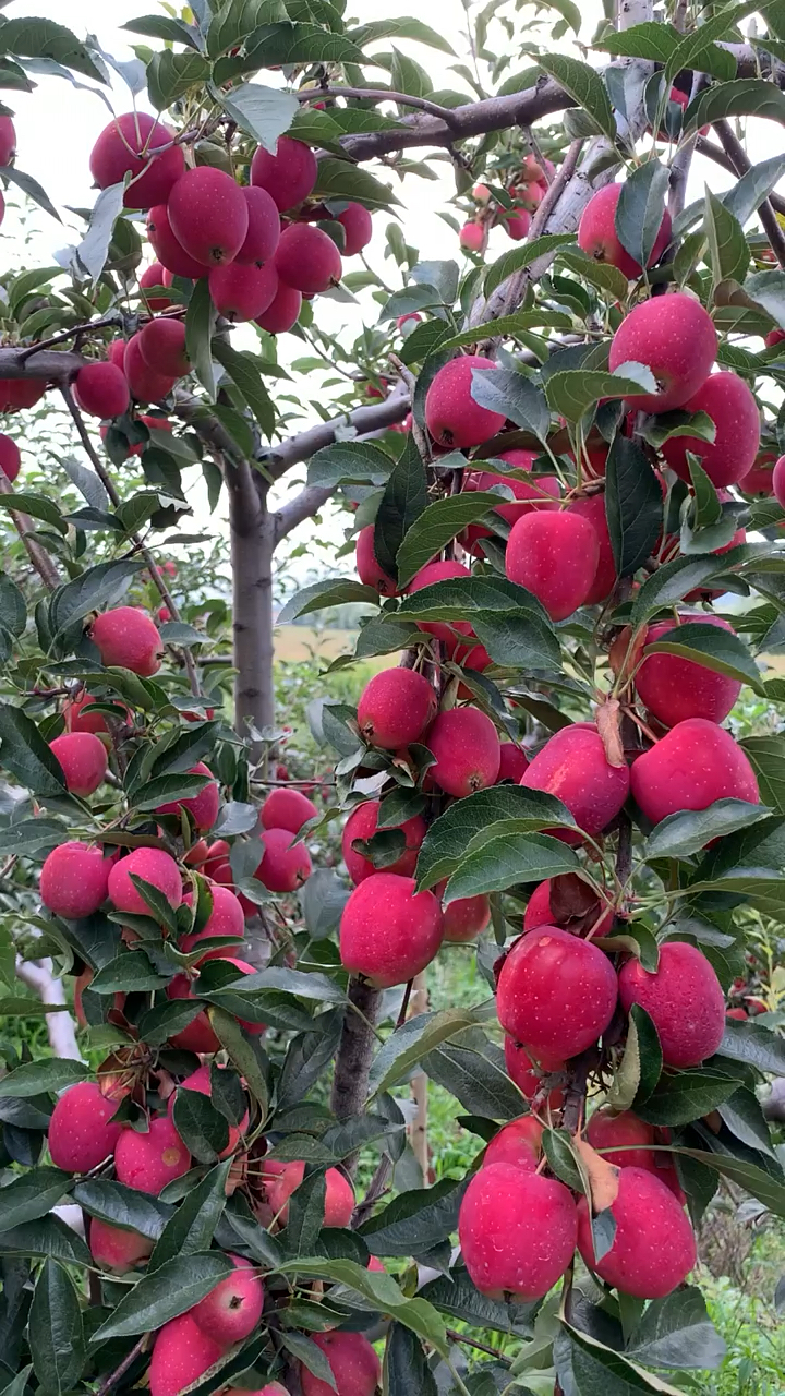 鸡心果苗价格 鸡心果树苗基地 自花授粉 糖度高