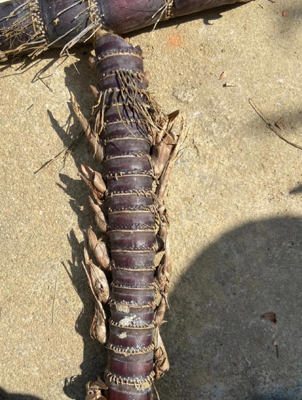 这是雷公虫吗,还是长得有点像甘蔗.