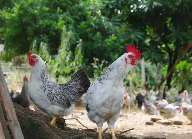 稻花鸡的品种特点