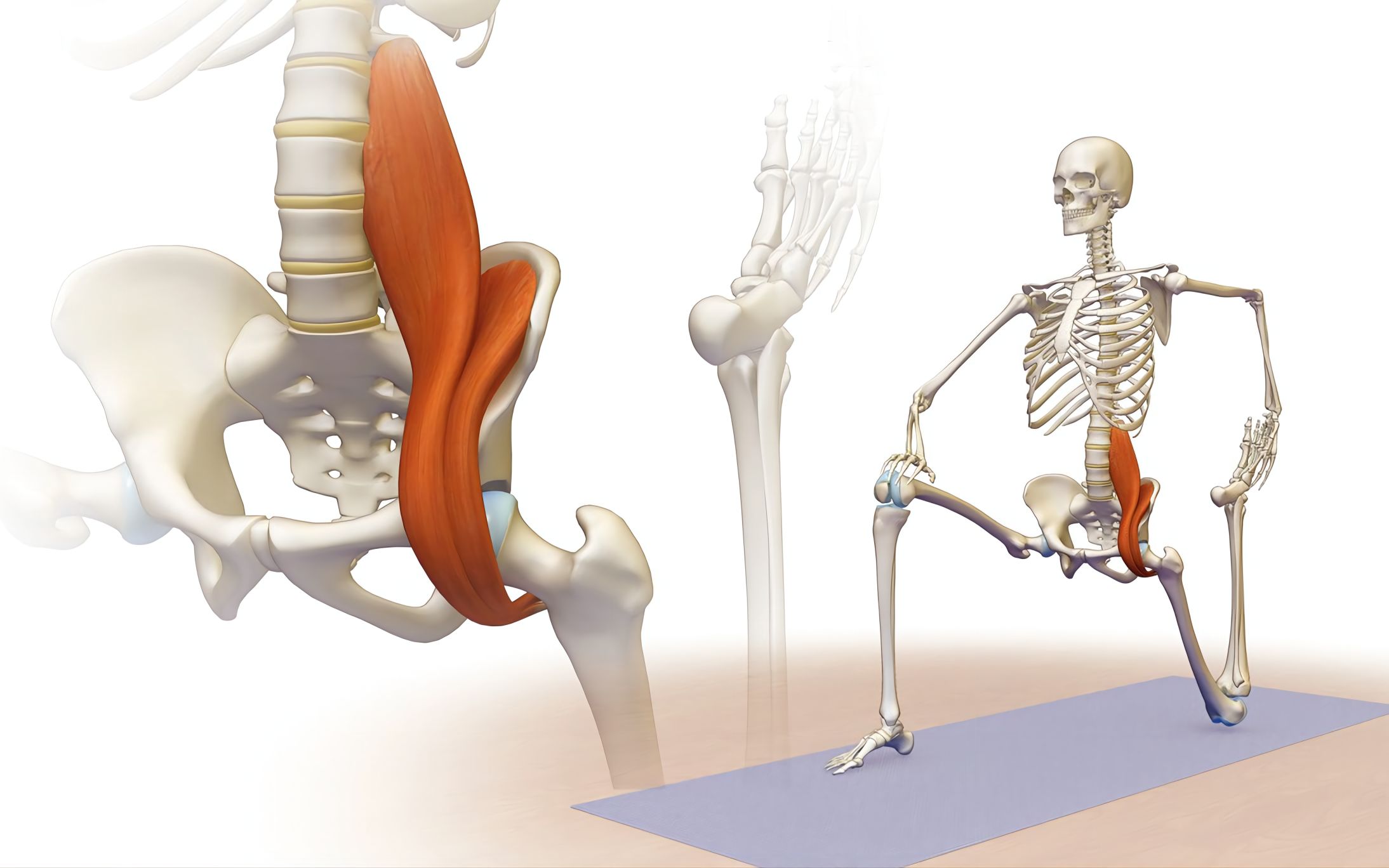 髂腰肌牵伸图片