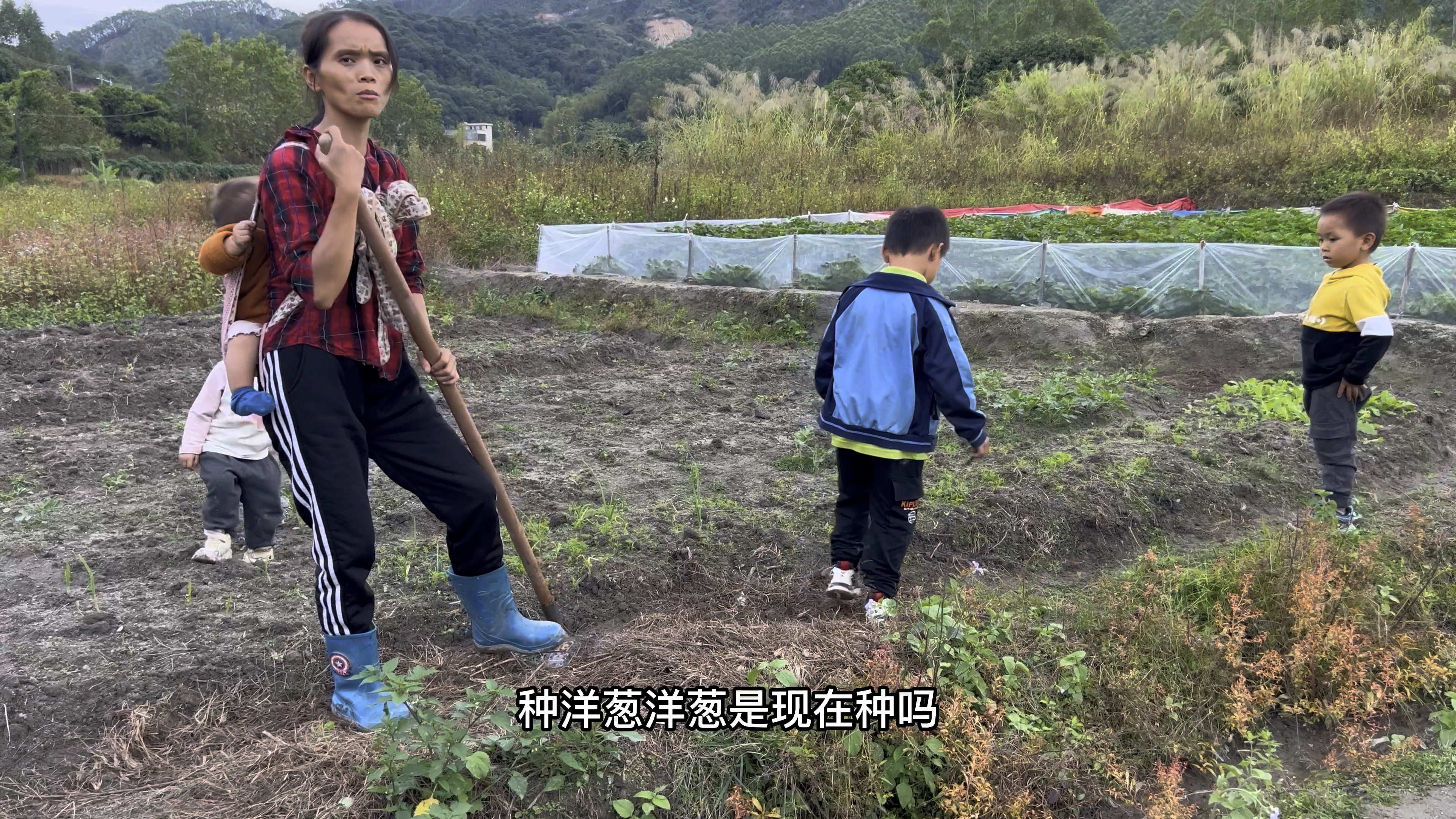 广西农村姑娘辛辛苦苦种的菜,却给鸡吃光了,看看他怎么说