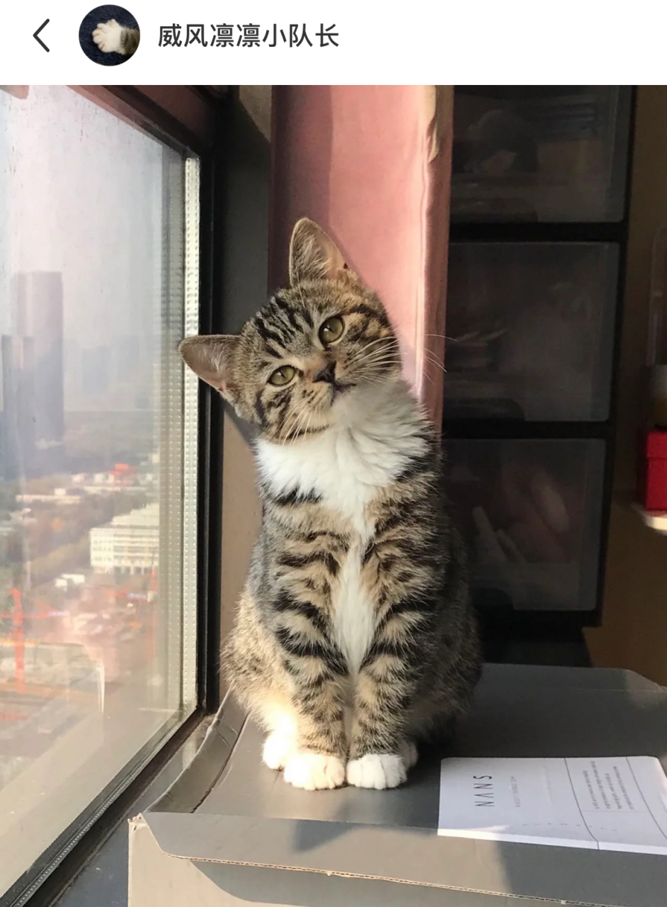 狸花猫的短暂童年,虽然失去了脖子,但是收获了可爱,虽然收获了可爱,但