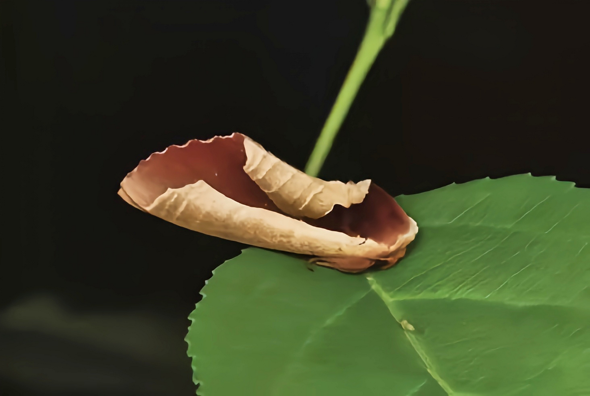 每天认识一种昆虫——核桃美舟蛾 你知道吗?图片中的是一种昆虫.它是