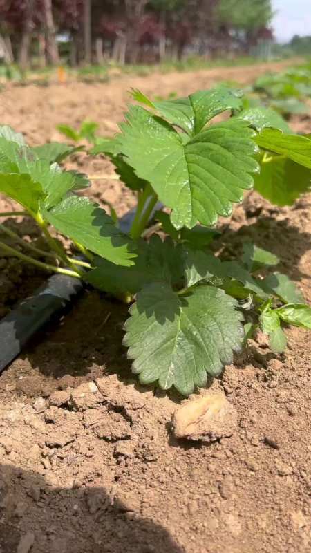 天使八号白草莓苗,产量高口感香甜耐运输的白色草莓苗品种-度小视