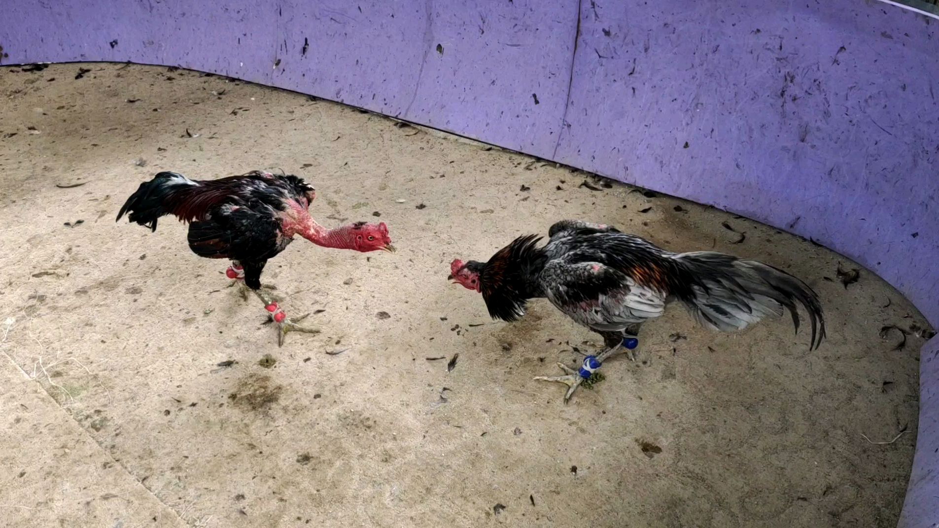 七斤灰红斗鸡长得漂亮,可惜打腿太少