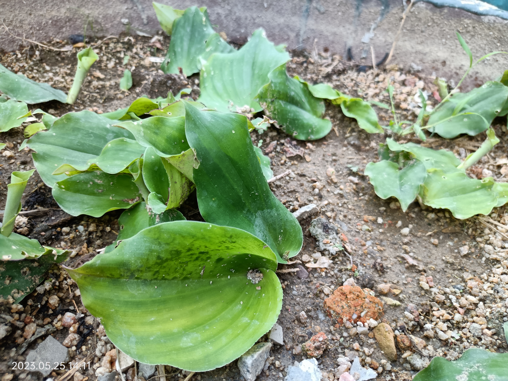植物,好吃的山奈(沙姜)