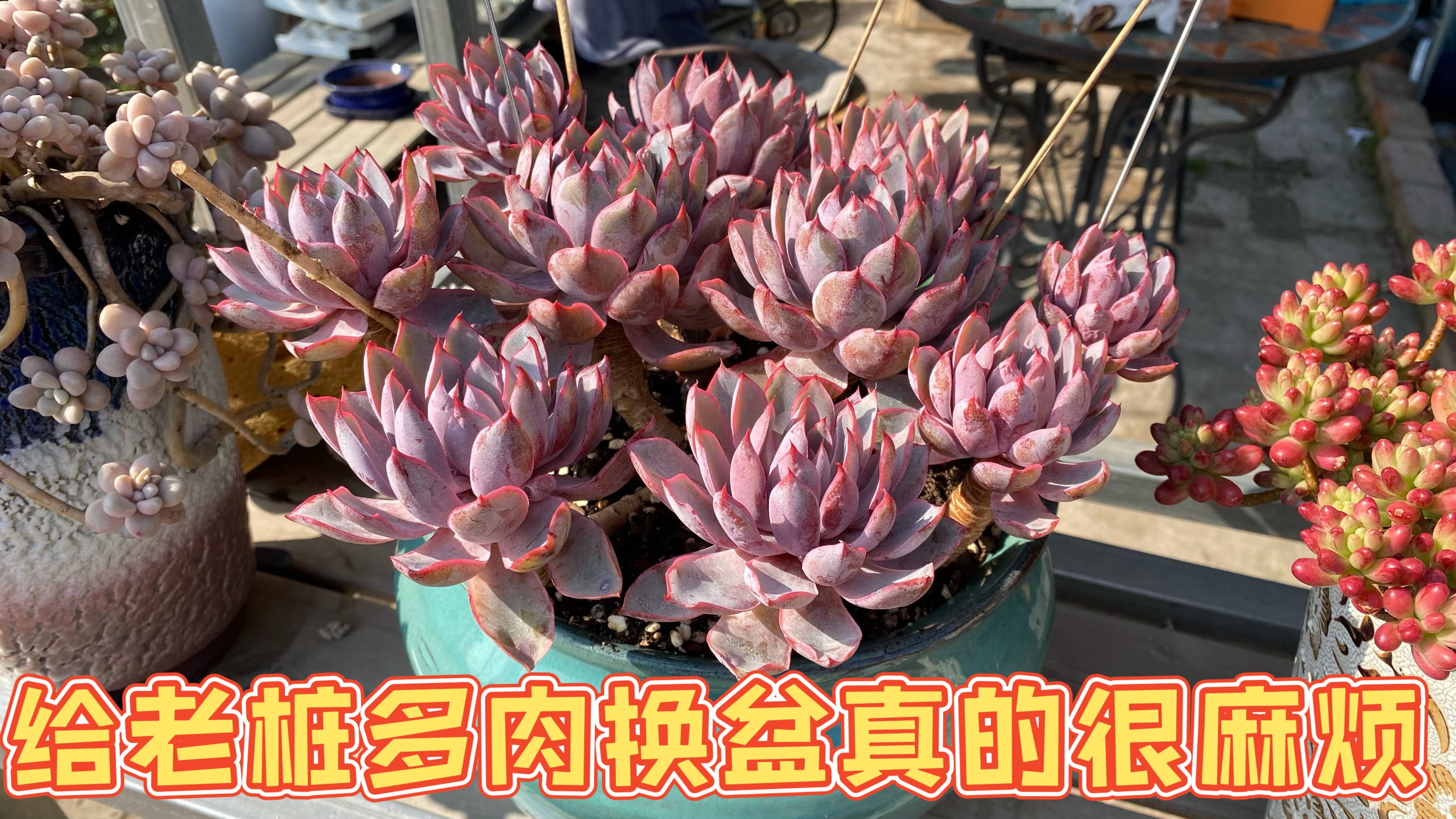 千呼万唤始出来,老桩赫拉重新换好盆啦,过程有点点复杂哦