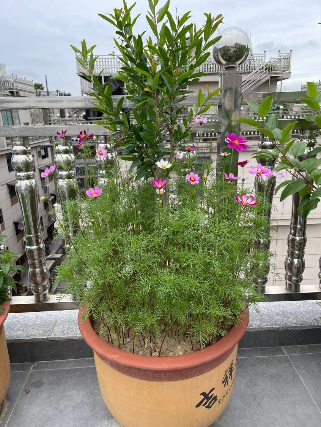 盆栽波斯菊播种繁殖与养护技术措施