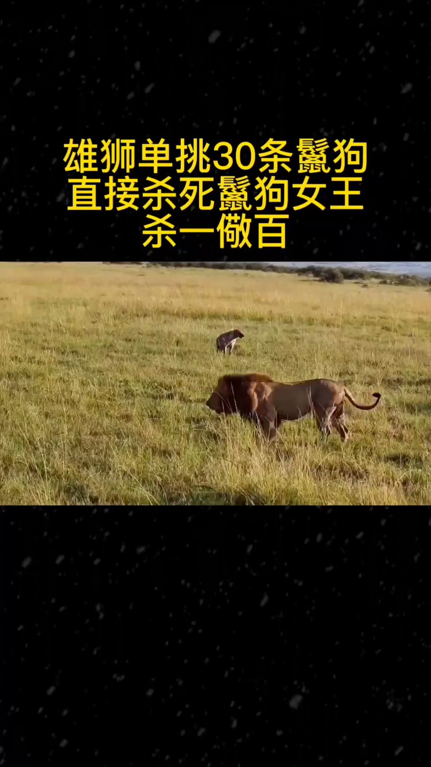 雄狮单挑30条鬣狗,直接杀死鬣狗女王杀一儆百-度小视