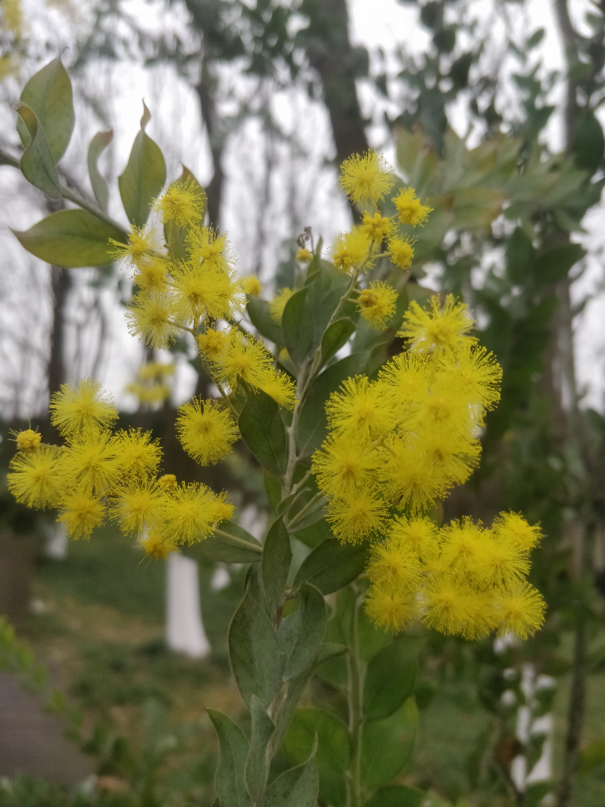 「美图欣赏」银叶金合欢开花