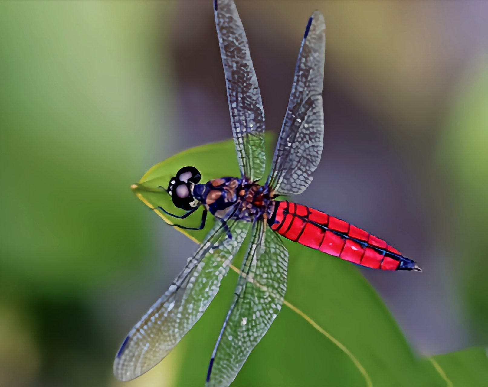 华丽宽腹蜻别名广腹蜻蜓,是蜻蜓目,蜻科,宽腹蜻属昆虫,分布于我国南方