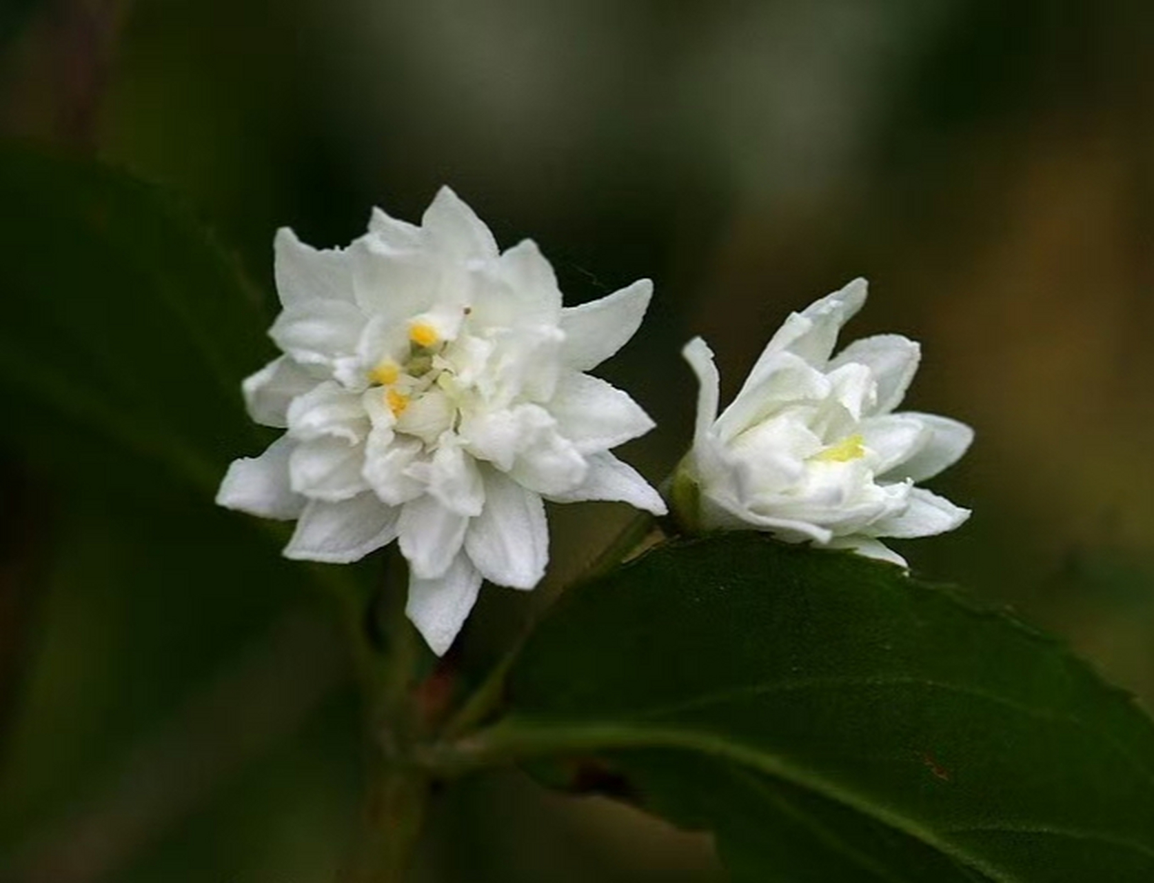 齿叶溲疏(deutzia crenata),绣球花科溲疏属.摄于山东东营. 雪白花卉!