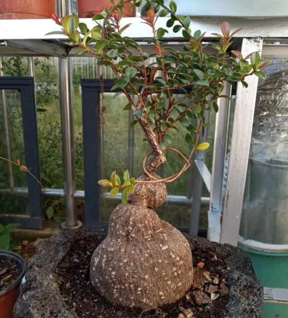 五翅莓的养殖方法和注意事项