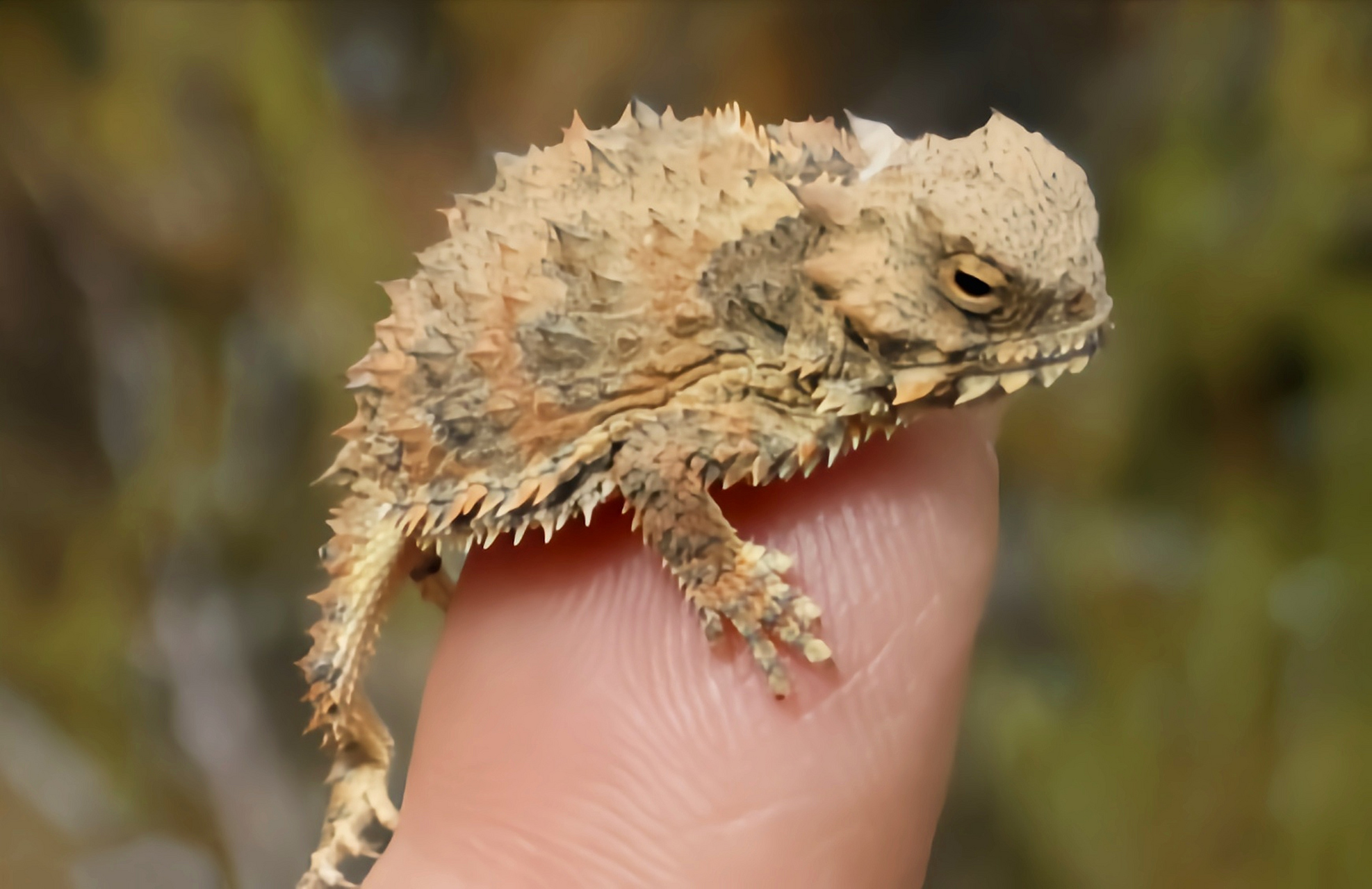 每天认识一种动物——角蟾蜥 角蟾蜥别名冠角蜥,原产于美国,共6个亚种