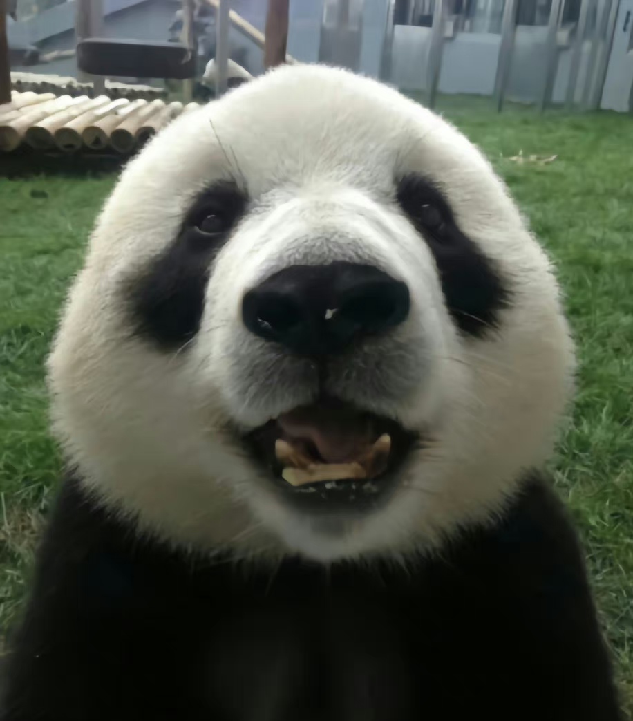 大熊猫飞云:我们简直就是萌妹的代表词!